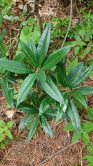 Comarostaphylis discolor