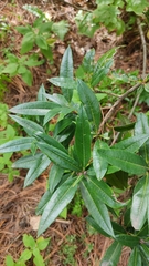 Comarostaphylis discolor