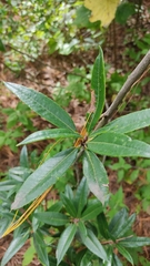 Comarostaphylis discolor