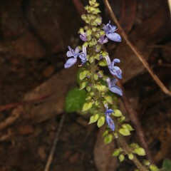 Coleus