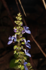 Coleus