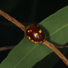 Paropsis maculata