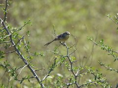 Stigmatura budytoides