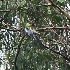 Platycercus adscitus