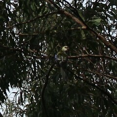 Platycercus adscitus