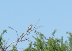 Microspingus melanoleucus