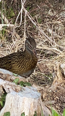 Gallirallus australis australis