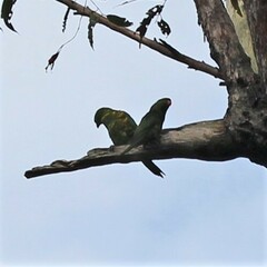 Trichoglossus chlorolepidotus