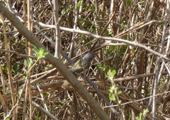 Hemitriccus margaritaceiventer