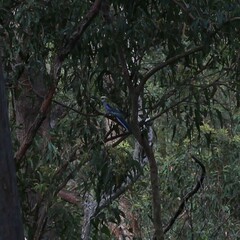 Platycercus adscitus