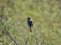 Stigmatura budytoides