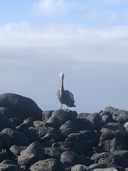 Pelecanus occidentalis urinator