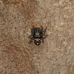 Zenodorus orbiculatus
