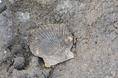 Argopecten ventricosus