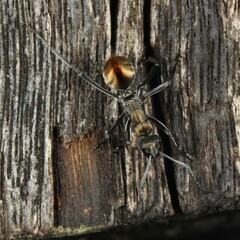 Polyrhachis brisbanensis