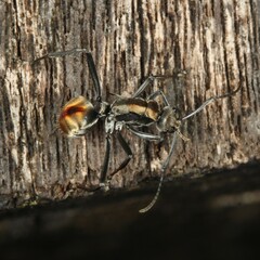 Polyrhachis brisbanensis