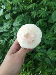 Leucoagaricus americanus