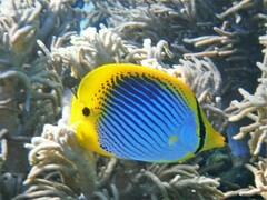 Chaetodon ocellicaudus
