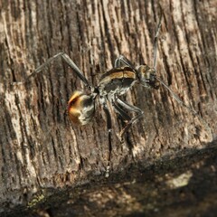 Polyrhachis brisbanensis