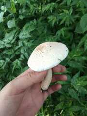 Leucoagaricus americanus