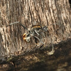 Polyrhachis brisbanensis