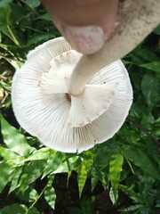 Leucoagaricus americanus