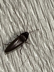 Elateridae