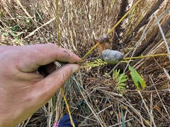 Rabdophaga strobiloides