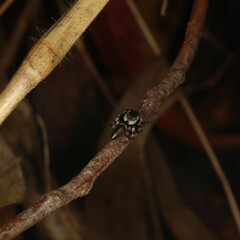 Maratus scutulatus