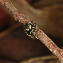 Maratus scutulatus