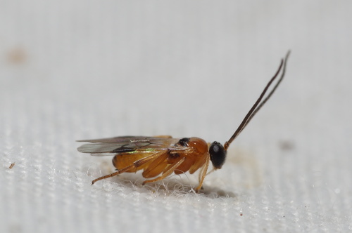 Glyptapanteles observed 2022-10-10