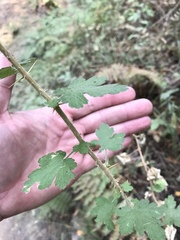 Ribes menziesii