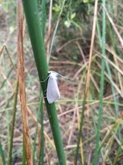 Tipanaea patulella