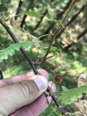 Ribes menziesii