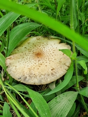 Macrolepiota colombiana