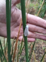 Tipanaea patulella