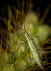 Trigonotylus caelestialium
