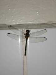 Dythemis sterilis