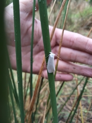 Tipanaea patulella