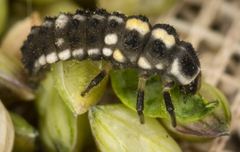 Propylea quatuordecimpunctata