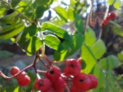Sorbus scopulina