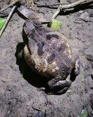 Rhinella diptycha