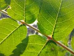 Sorbus scopulina