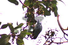 Ptiliogonys cinereus