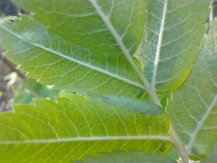 Sorbus scopulina