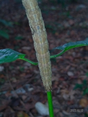Thyas coronata