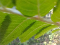 Sorbus scopulina
