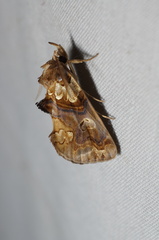 Plusiodonta compressipalpis