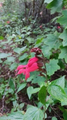 Salvia fulgens