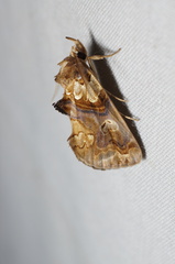 Plusiodonta compressipalpis